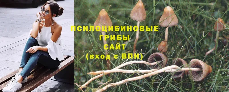 MEGA сайт  дарнет шоп  Кисловодск  Псилоцибиновые грибы Magic Shrooms 